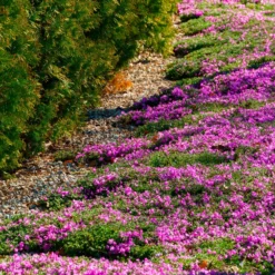 Teppich-Flammenblume 'Mac Daniels Cushion' - Blütenteppich im Frühling