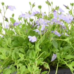 Teppich-Mazus - Blühender Teppich für nasse Ecken