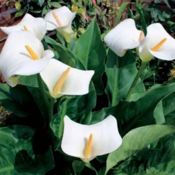 Äthiopische Calla (x2) - Weiße Blüten, edler Look
