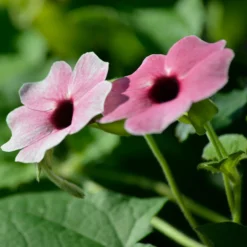 Thunbergia alata Sunny Suzy Rose Sensation - Blütenteppich in Wochen