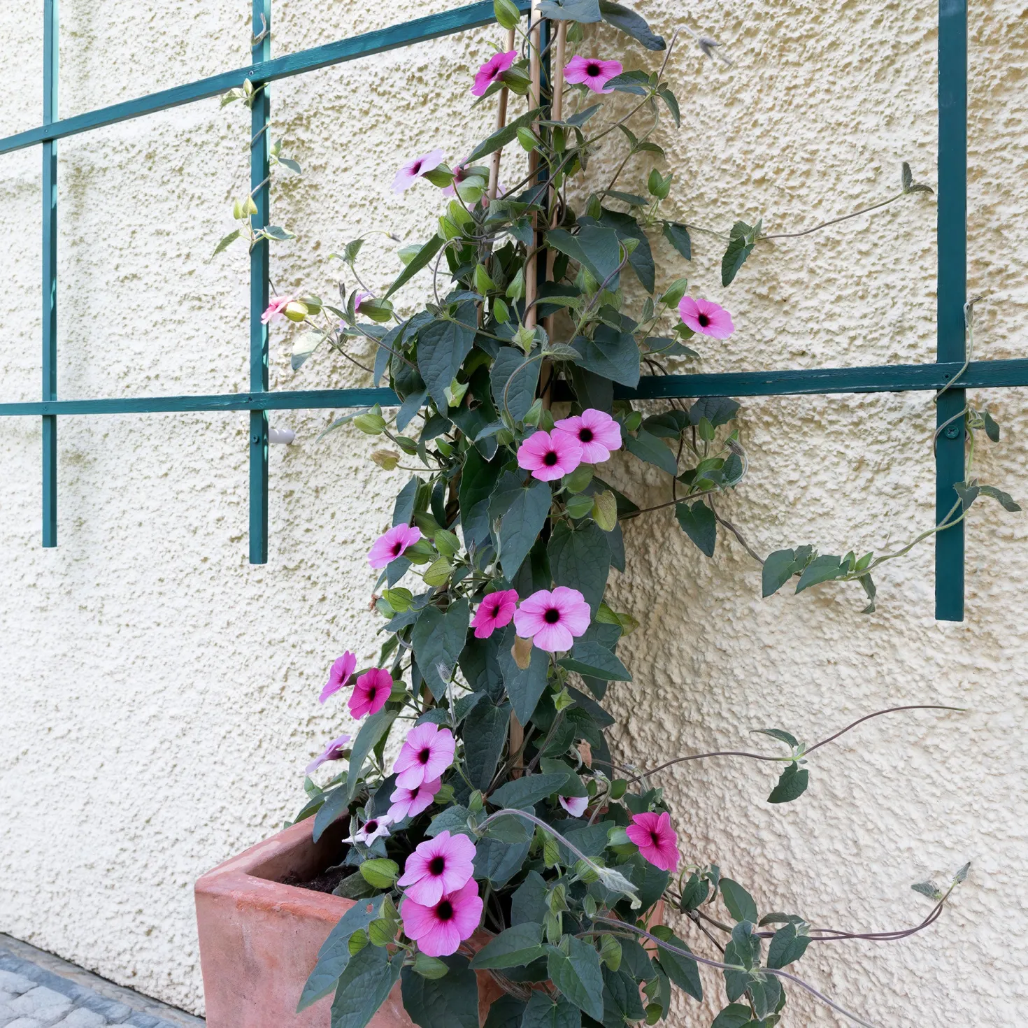 Thunbergia alata Sunny Suzy Rose Sensation - Blütenteppich in Wochen