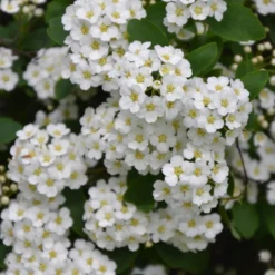 Thunbergs Spiere - Weiße Blütenwolke im Frühling