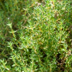 Thymian - Frisch geerntet, voller Aroma