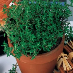 Thymian - Frisch geerntet, voller Aroma
