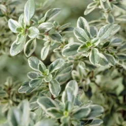 Thymian 'Silver Queen' - Silbriger Duft im Beet