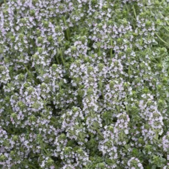 Thymian 'Silver Queen' - Silbriger Duft im Beet