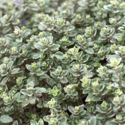 Thymian 'Silver Queen' - Silbriger Duft im Beet