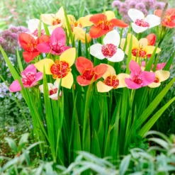 Tigerblume Mischung - Exotik im Handumdrehen