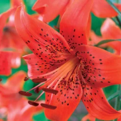 Tigerlilie Red Life (x3) - Feuerrote Blüten im Garten