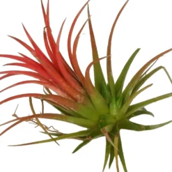 Tillandsia ionantha - Deko ganz ohne Topf