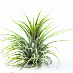 Tillandsia ionantha ‘Druid’ - Grün ganz ohne Erde