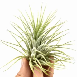 Tillandsia ionantha ‘Druid’ - Grün ganz ohne Erde