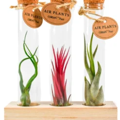 Tillandsia Mischung in Glasbehältern - Deko ohne Erde