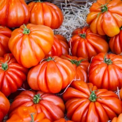 Tomate ‘Beefsteak’ - Riesentomaten selbst geerntet