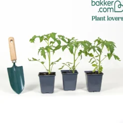 Tomate 'Berner Rose' (x3) - Süß, saftig, aromatisch