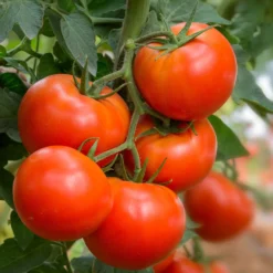 Tomate ‘Bonset’ F1 - Robust und ertragreich