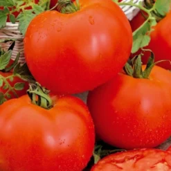 Tomate ‘Bonset’ F1 - Robust und ertragreich