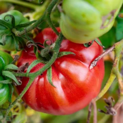 Tomate Brandywine - Riesentomaten voller Aroma