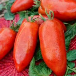 Tomate ‘Cornue des Andes’ - Fleischig, süß, kernarm