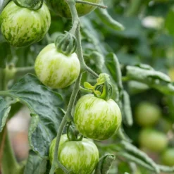 Tomate ‘Green Zebra’ - Grün gestreift, voller Aroma