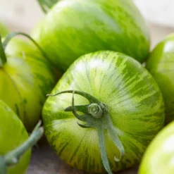 Tomate ‘Green Zebra’ - Grün gestreift, voller Aroma