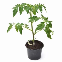 Tomate Green Zebra Pflanzen - Grün-gestreift und aromatisch