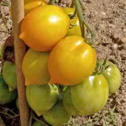 Tomate ‘Lemon Tree’ - Sonnengelb und aromatisch