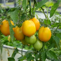 Tomate ‘Lemon Tree’ - Sonnengelb und aromatisch