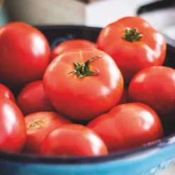 Tomate 'Moneymaker' - Volle Körbe voller Tomaten