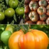 Tomaten-Kollektion original (x9) - Farbige Vielfalt für originelle Ernten