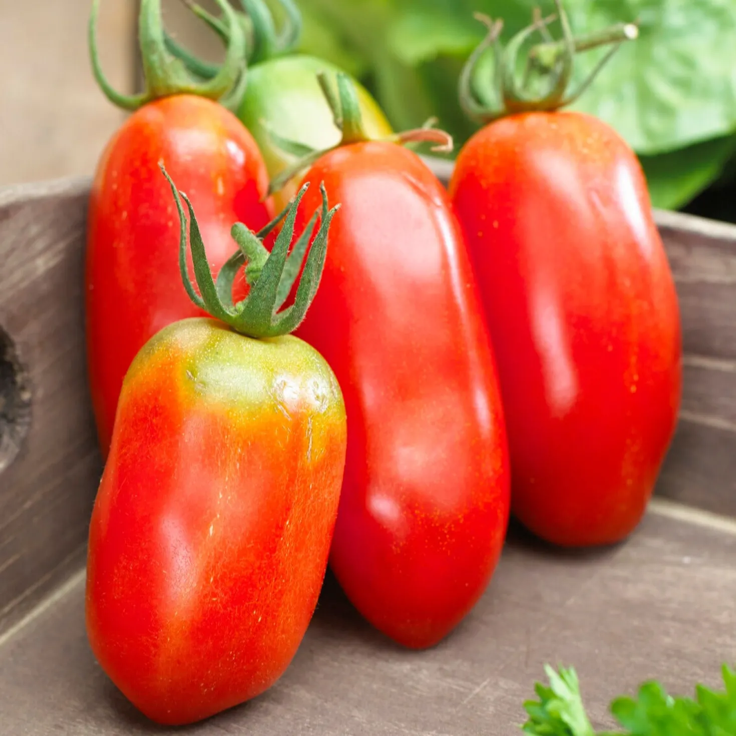 Tomaten-Kollektion 'Savoureuse' - Drei Sorten, ein Genuss