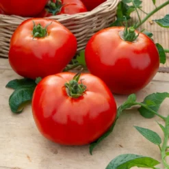 Tomaten-Kollektion (x4) - Vielfältige Auswahl für jeden Anlass