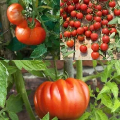 Tomatenpflanzen Mischung (x9) - Tomatengenuss aus 9 Klassikern
