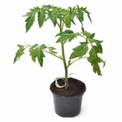 Tomatenpflanzen ‘Schwarze Krim’ (x3) - Dunkle Tomaten voller Aroma