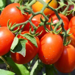 Tomate ‘Olivette Roma’ Pflanzen (x3) - Fleischig und voller Sonne