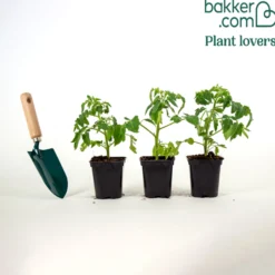 Tomate ‘Olivette Roma’ Pflanzen (x3) - Fleischig und voller Sonne