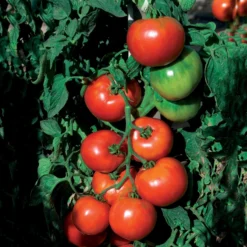 Tomate Pyros HF1 (Züchtung Clause) - Pralle Tomaten den Sommer lang