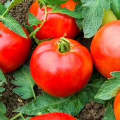 Tomate Pyros HF1 (Züchtung Clause) - Pralle Tomaten den Sommer lang