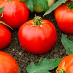 Tomate Pyros HF1 (Züchtung Clause) - Pralle Tomaten den Sommer lang