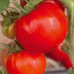 Tomate 'Saint Pierre' - Saftig, rot und einfach