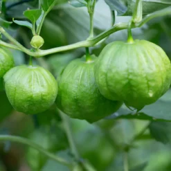 Tomatillo - Frische Salsa aus dem Garten