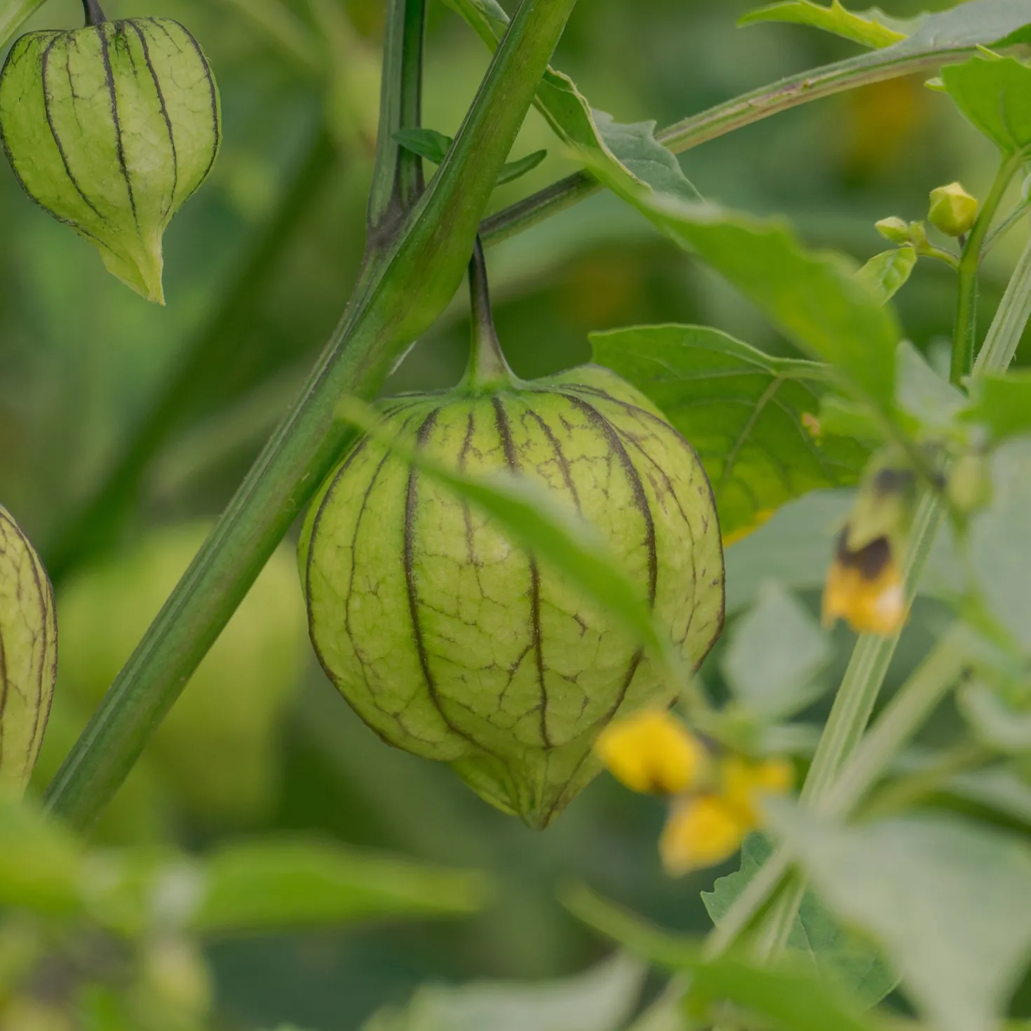 Tomatillo - Frische Salsa aus dem Garten
