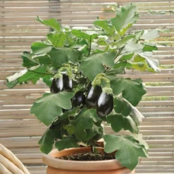 Topf-Aubergine 'Patio Baby' F1 - Auberginen vom Balkon