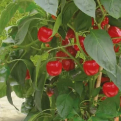 Topf-Paprika ‘Kobold’ F1 - Süße Paprika vom Balkon