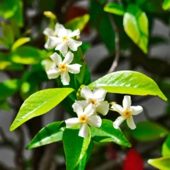 Toskanischer Jasmin 'Star of Venice' - Duftende Blütenwand im Nu