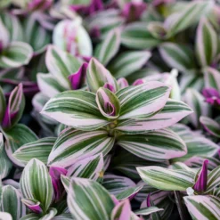 Tradescantia ‘Nanouk’ weiß blühend - Sofort mehr Farbe im Raum