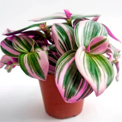 Tradescantia ‘Nanouk’ weiß blühend - Sofort mehr Farbe im Raum
