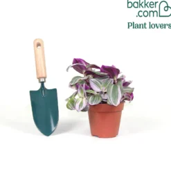 Tradescantia ‘Nanouk’ weiß blühend - Sofort mehr Farbe im Raum
