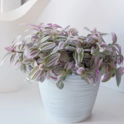 Tradescantia ‘Nanouk’ weiß blühend - Sofort mehr Farbe im Raum