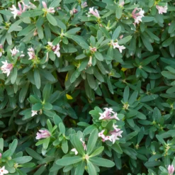 Transatlantischer Seidelbast Pink Fragrance® - Duft ohne Ende im Garten
